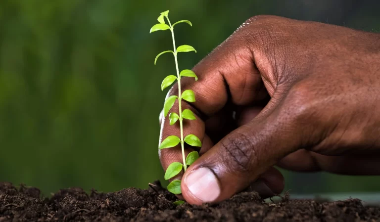 kenya-declares-tree-planting-holiday-to-plant-100-million-seedlings