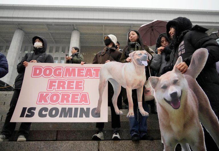 south-korea-dog-meat