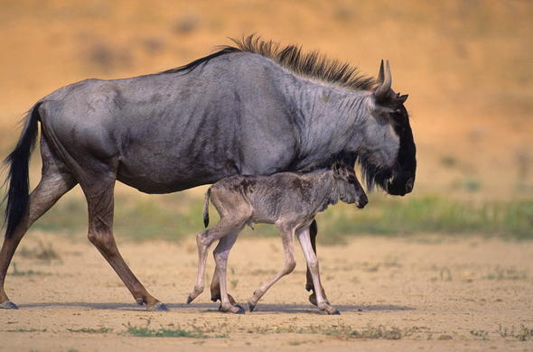 Namibia to Conduct Culling of Wild Animals