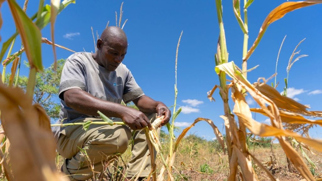 El Niño Drought Devastates Southern Africa