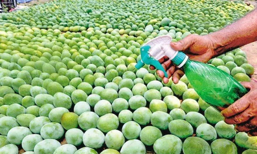 Senate Targets Harmful Fruit Ripening Chemicals